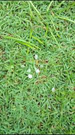 Hujan Es Guyur Sebagian Wilayah Kalurahan Mertelu